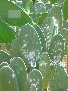 道路运输证审验逾期情况说明 道路运输证审验逾期情况说明