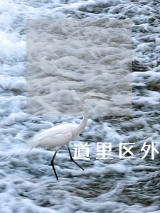 道里区外商投资在线律师