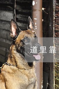 道里靠谱故意杀人罪律师价格