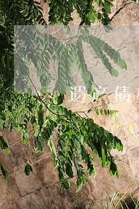 遗产债权人利益的法律保护分析 遗产债权人利益的法律保护分析