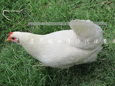 遗产继承律师代理费用 遗产继承律师代理费用