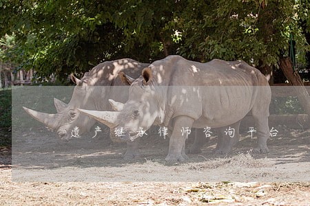 遗产继承律师咨询平台