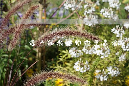 遗产继承律师哪里靠谱 遗产继承律师哪里靠谱