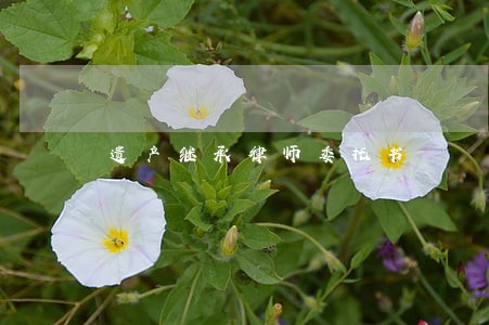 遗产继承律师委托书 遗产继承律师委托书