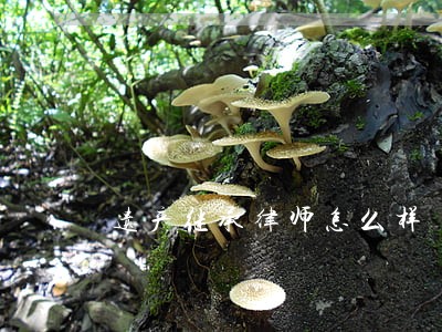 遗产继承律师怎么样 遗产继承律师怎么样