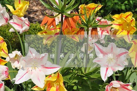 遗产继承律师费谁掏 遗产继承律师费谁掏