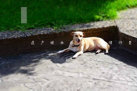 遗产继承法律咨询律师费 遗产继承法律咨询律师费