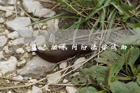 遗产继承纠纷法律援助 遗产继承纠纷法律援助