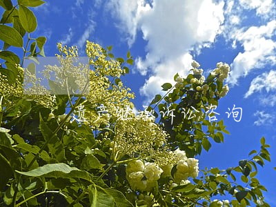 遗产继承诉讼咨询 遗产继承诉讼咨询