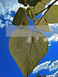 遗产继承诉讼律师排名 遗产继承诉讼律师排名