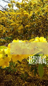 遗嘱与法律系列之四 遗嘱与法律系列之四