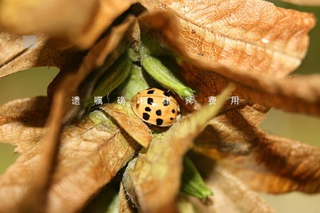 遗嘱确权律师费用 遗嘱确权律师费用