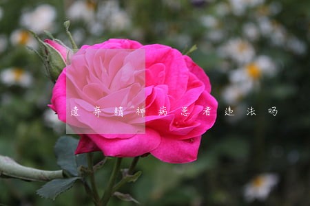 遗弃精神病患者违法吗 遗弃精神病患者违法吗
