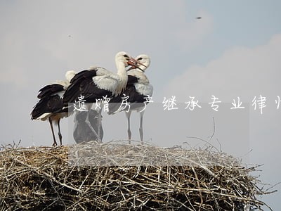 遗赠房产继承专业律师 遗赠房产继承专业律师