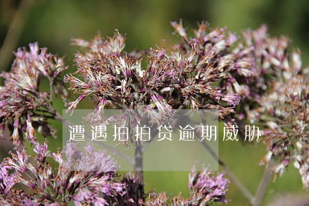 遭遇拍拍贷逾期威胁 遭遇拍拍贷逾期威胁