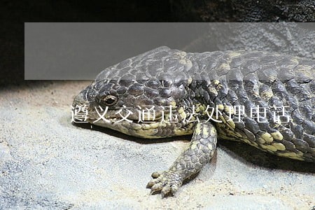 遵义交通违法处理电话 遵义交通违法处理电话