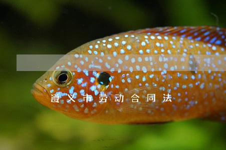 遵义市劳动合同法 遵义市劳动合同法