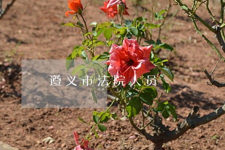 遵义市法院人员 遵义市法院人员