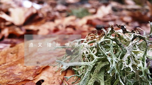 遵义播州债务逾期 遵义播州债务逾期