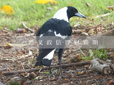 遵义政信理财逾期