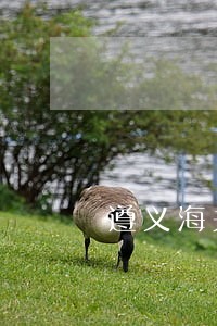 遵义海关商检法律咨询热线 遵义海关商检法律咨询热线