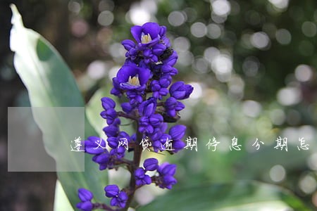 遵义网贷逾期停息分期怎么协商 遵义网贷逾期停息分期怎么协商