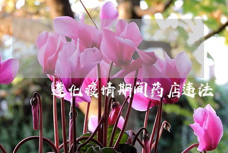 遵化疫情期间药店违法 遵化疫情期间药店违法
