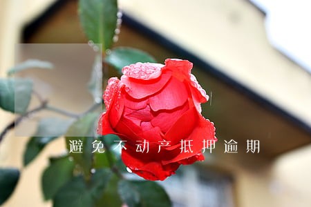 避免不动产抵押逾期 避免不动产抵押逾期