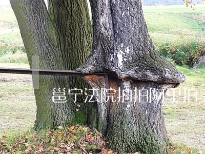 邕宁法院拍拍阿里拍卖