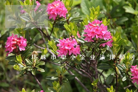 邛崃市中小企业法律顾问 邛崃市中小企业法律顾问