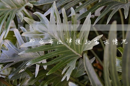 邢台市法律援助需求情况