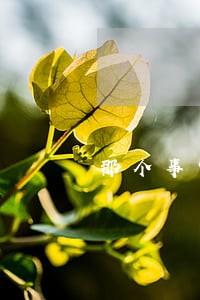那个事实婚姻法院受理吗 那个事实婚姻法院受理吗