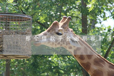 那个借款平台逾期容易通过 那个借款平台逾期容易通过
