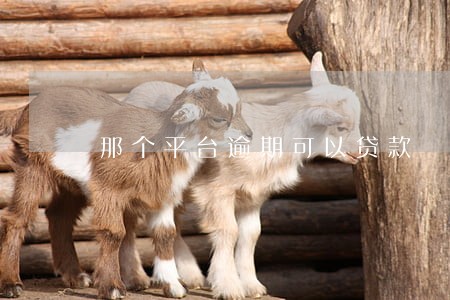 那个平台逾期可以贷款 那个平台逾期可以贷款