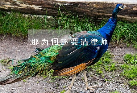 那为何还要请律师 那为何还要请律师