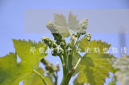 那些借款平台逾期也能借 那些借款平台逾期也能借