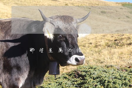 那些是属证据 那些是属证据
