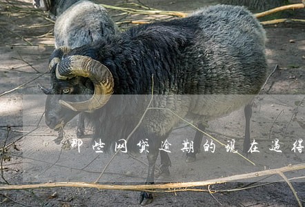 那些网贷逾期的现在过得怎么样了 那些网贷逾期的现在过得怎么样了