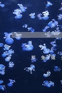 那兔做头像违法吗 那兔做头像违法吗