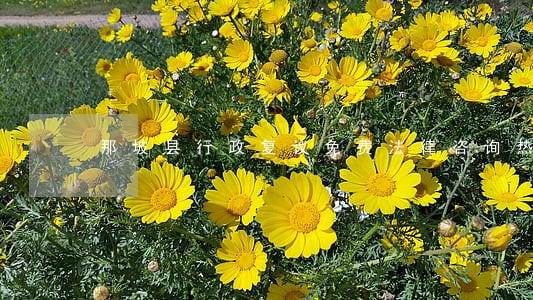 那坡县行政复议免费法律咨询热线 那坡县行政复议免费法律咨询热线