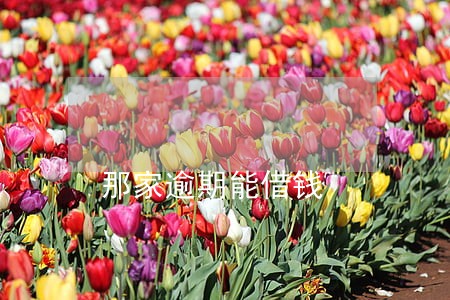 那家逾期能借钱 那家逾期能借钱