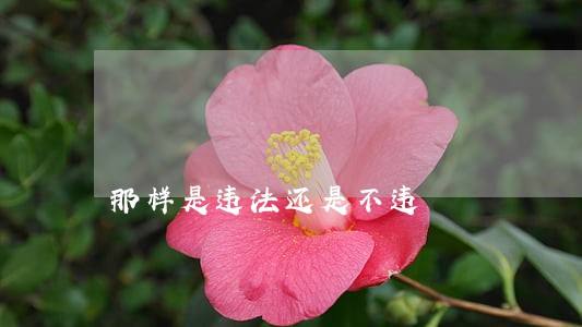 那样是违法还是不违 那样是违法还是不违
