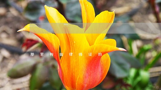 那里有做律师证的 那里有做律师证的
