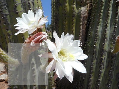 邦迪斯顿诉讼 邦迪斯顿诉讼