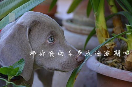 邮你贷两千多没还逾期四个月了 邮你贷两千多没还逾期四个月了