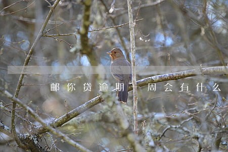 邮你贷逾期一周会有什么后果 邮你贷逾期一周会有什么后果