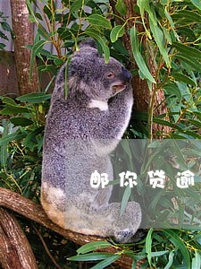 邮你贷逾期没有罚息 邮你贷逾期没有罚息