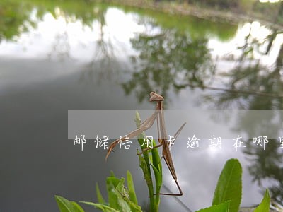 邮储信用卡逾期在哪里查 邮储信用卡逾期在哪里查