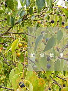 邮储信用卡逾期怎么算