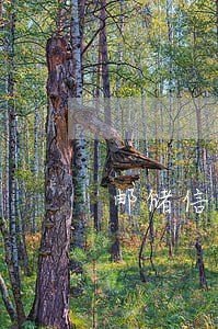 邮储信用卡逾期提额 邮储信用卡逾期提额